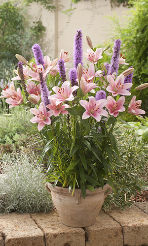 Bulbos que puedes plantar abril para un verano de lo más florido El Blog de Rocalba