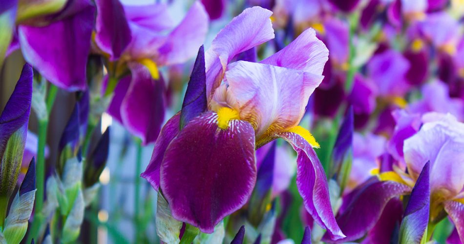 lirio-iris-germanica-portada