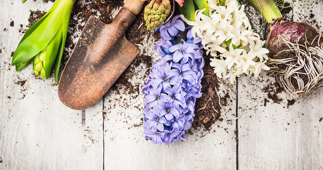 Estrella Comercial Pronunciar Todas las respuestas para cultivar los bulbos de primavera – El Blog de  Rocalba