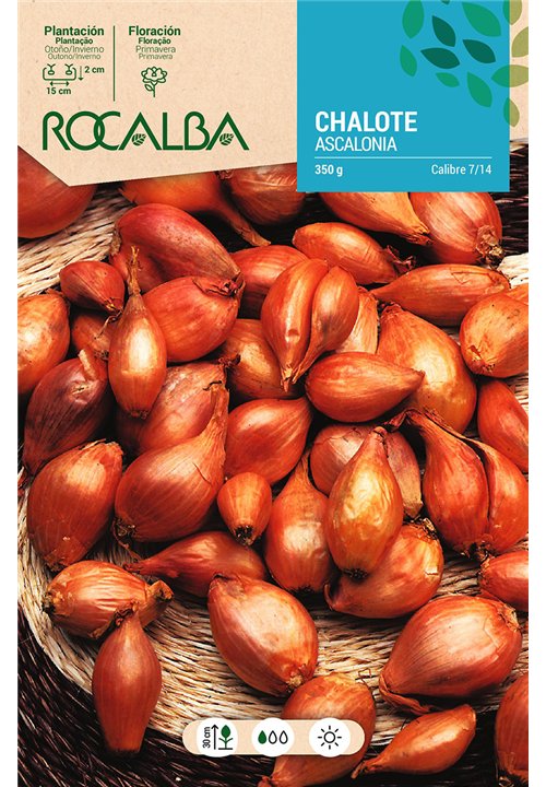 CHALOTE ASCALONIA -AMARILLA-