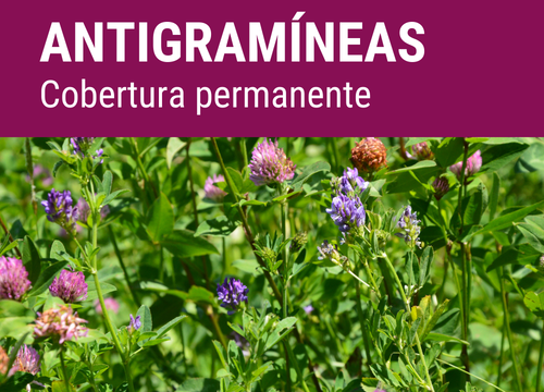 ANTIGRAMÍNEAS