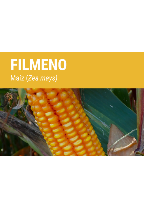 FILMENO