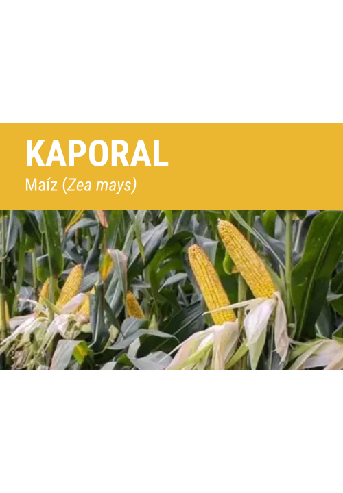 KAPORAL