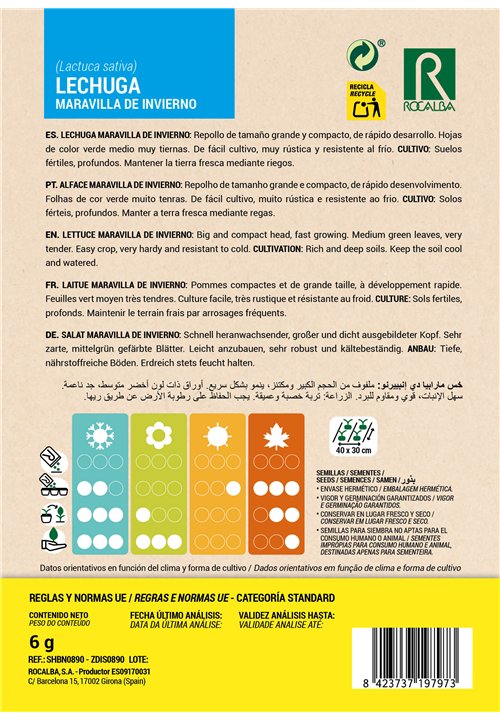 LECHUGA Maravilla de invierno