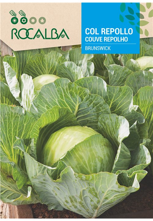 CABBAGE