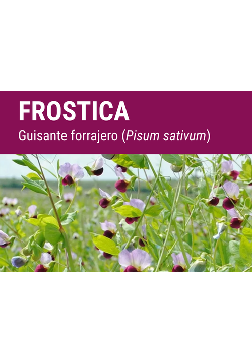 SEMILLA GUISANTE FORRAJERO FROSTICA R-1