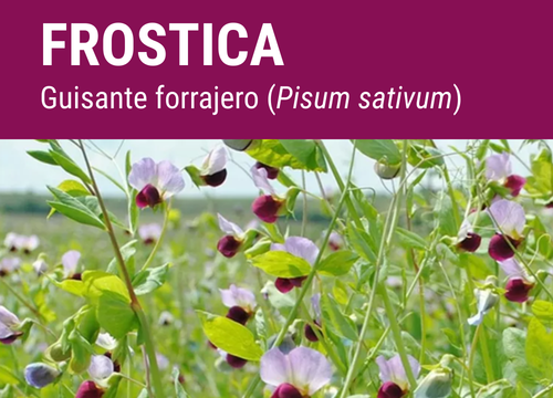 SEMILLA GUISANTE FORRAJERO FROSTICA R-1