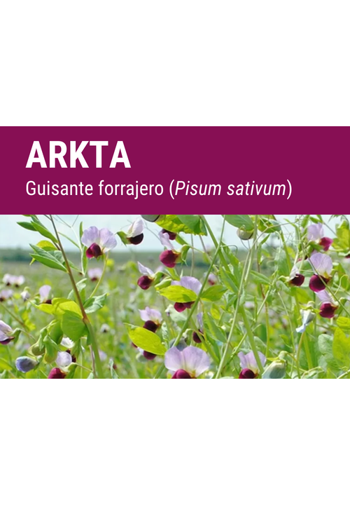 SEMILLA GUISANTE FORRAJERO ARKTA R1 