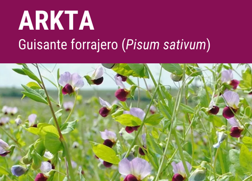 SEMILLA GUISANTE FORRAJERO ARKTA R1     