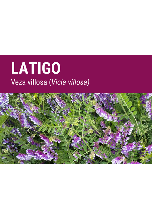 SEMILLA VEZA VILLOSA LATIGO R2