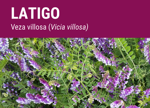 SEMILLA VEZA VILLOSA LATIGO R2