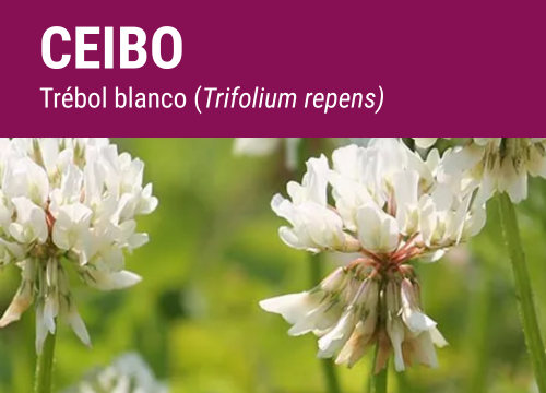 SEMILLA TREBOL BLANCO LADINO CEIBO