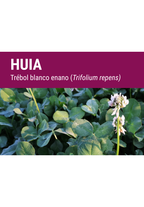 SEMILLA TREBOL BLANCO ENANO HUIA