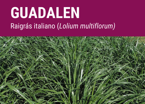 SEMILLA RAY GRASS ITALIANO GUADALEN TET
