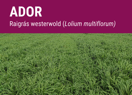 SEMILLA RAY GRASS WESTERWOLD ADOR