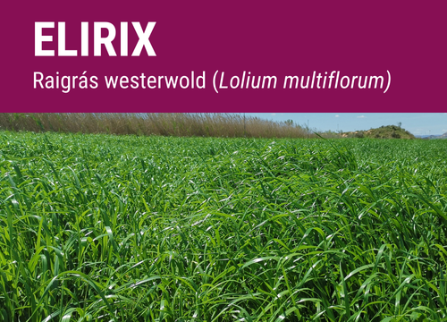 SEMILLA RAY GRASS WESTERWOLD ELIRIX