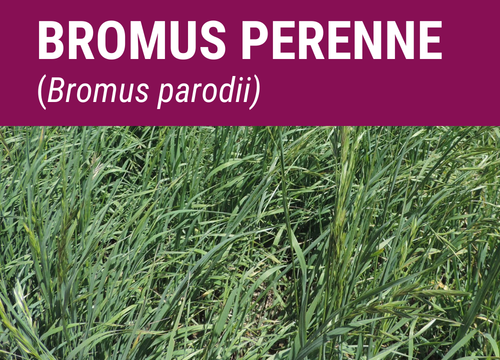 SEMILLA BROMUS PERENNE