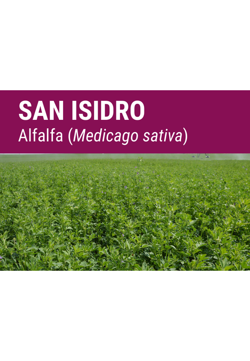 SEMILLA ALFALFA SAN ISIDRO R-1