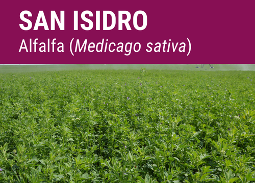 SEMILLA ALFALFA SAN ISIDRO R-1