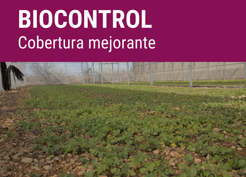 SEMILLA GREENPLUS FORMULA BIOCONTROL