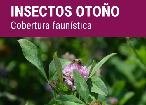 SEMILLA AUXIPLUS FORMULA DIVERSITY