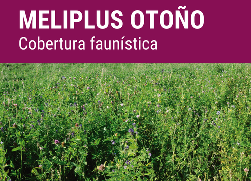 SEMILLA MELIPLUS FORMULA MELODY