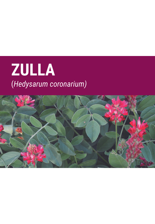 SEMILLA ZULLA (HEDYSARUM CORONARIUM)