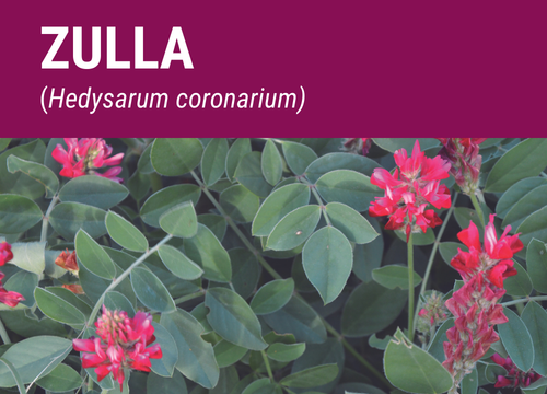 SEMILLA ZULLA (HEDYSARUM CORONARIUM)