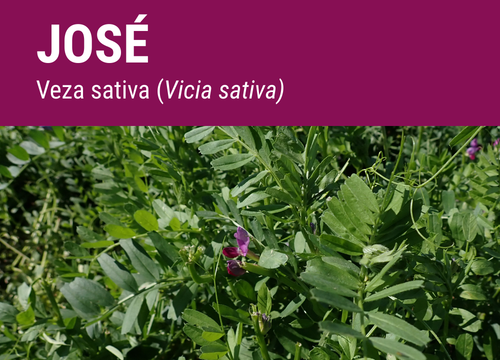 VEZA SATIVA JOSÉ