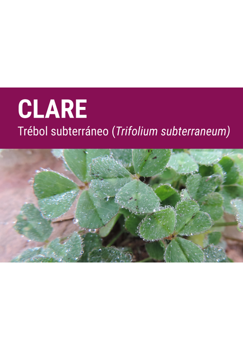 SEMILLA TREBOL SUBTERRANEO CLARE (BR)
