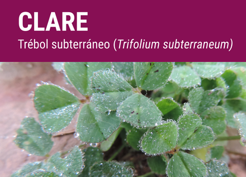 SEMILLA TREBOL SUBTERRANEO CLARE (BR)