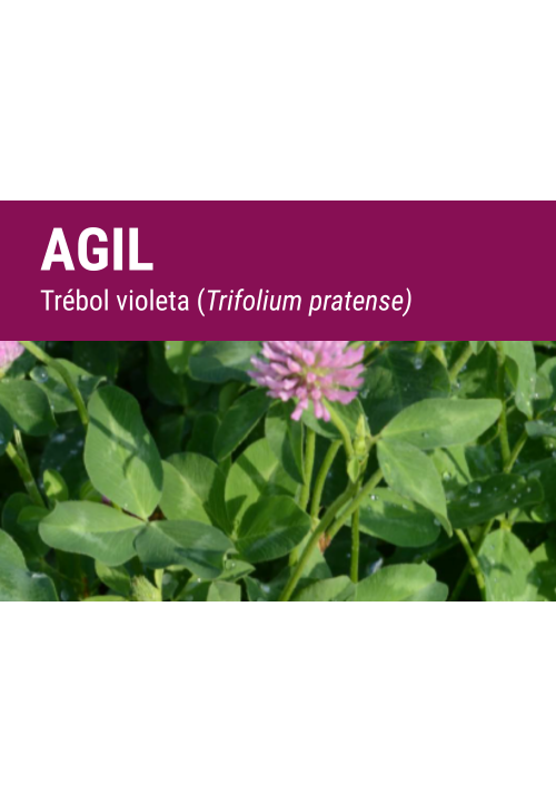TRÉBOL VIOLETA AGIL