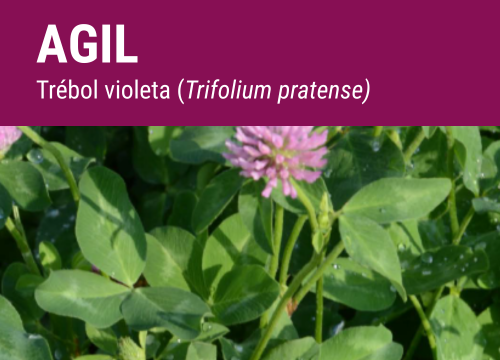 SEMILLA TREBOL VIOLETA AGIL