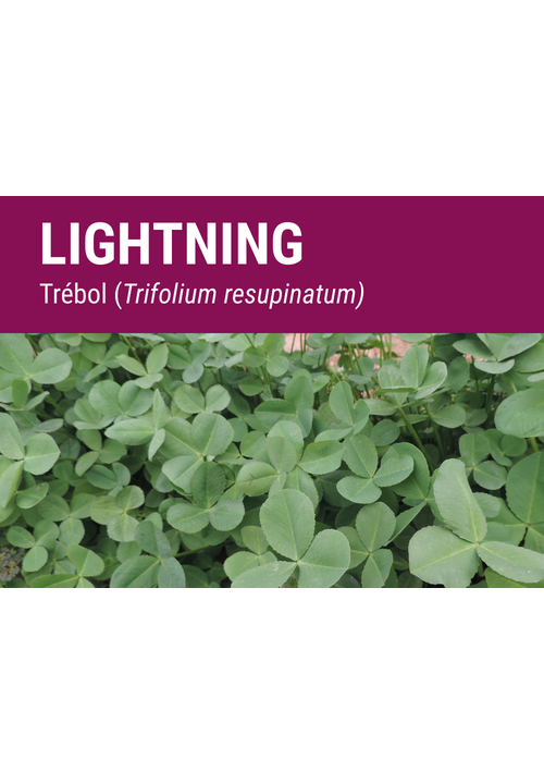 SEMILLA TREBOL RESUPINATUM LIGHTNING