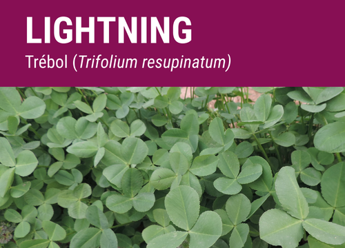 SEMILLA TREBOL RESUPINATUM LIGHTNING