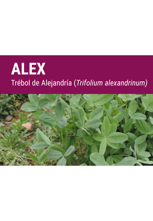 SEMILLA TREBOL DE ALEJANDRIA ALEX