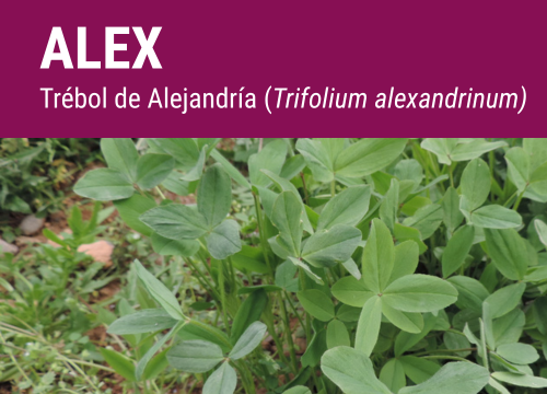 SEMILLA TREBOL DE ALEJANDRIA ALEX