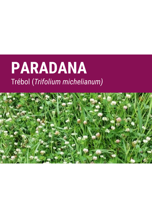 SEMILLA TREBOL MICHELIANUM BALANSA