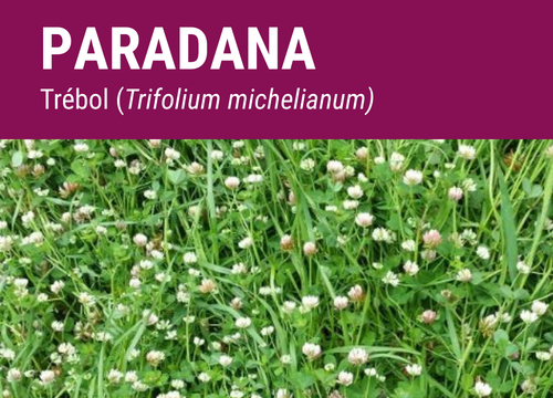 SEMILLA TREBOL MICHELIANUM BALANSA