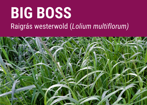 SEMILLA RAY-GRASS WESTERWOLD BIGBOSS