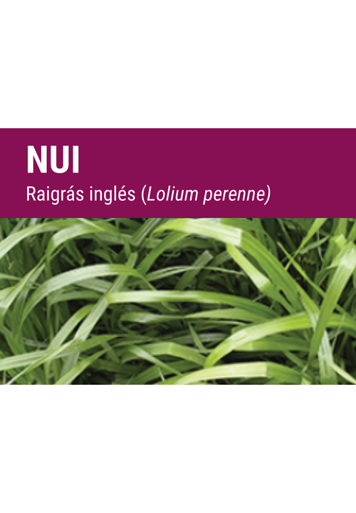 SEMILLA RAY GRASS INGLES NUI