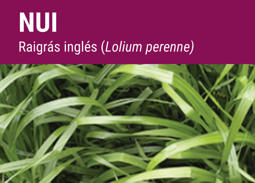 SEMILLA RAY GRASS INGLES NUI