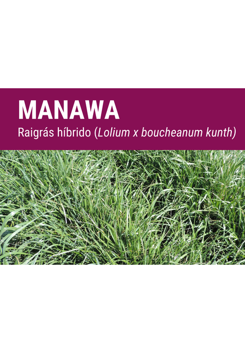 SEMILLA RAY GRASS HIBRIDO MANAWA