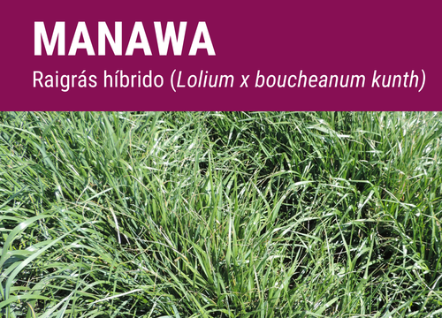 SEMILLA RAY GRASS HIBRIDO MANAWA