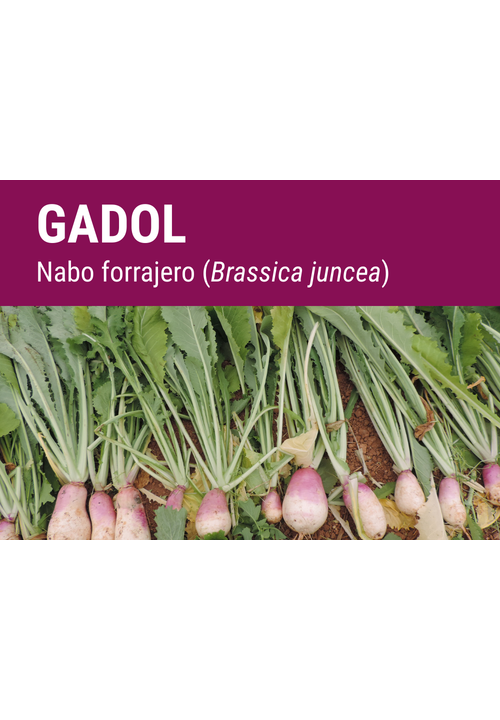 SEMILLA NABO FORRAJERO GADOL GTE.C/VIOLE