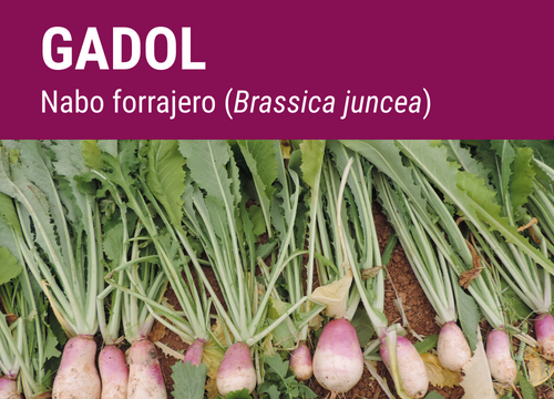 SEMILLA NABO FORRAJERO GADOL GTE.C/VIOLE