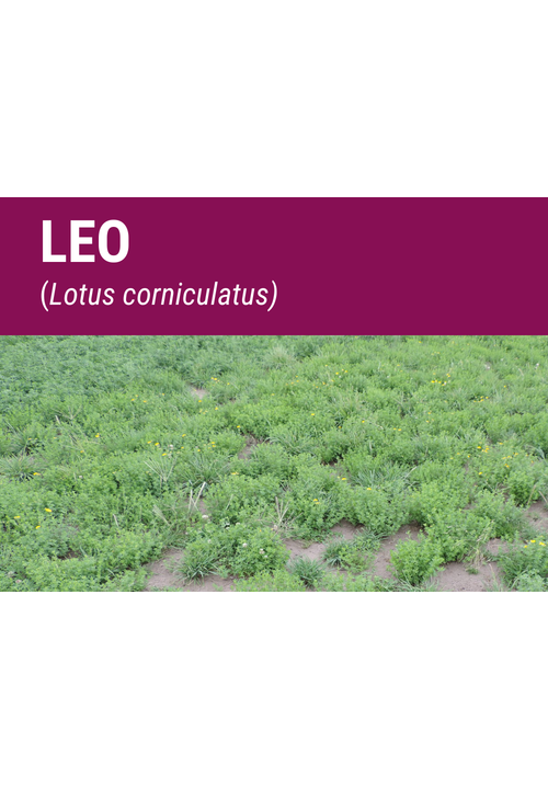 SEMILLA LOTUS CORNICULATUS LEO IMP.