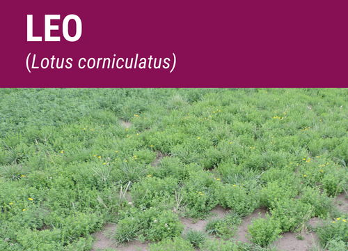 SEMILLA LOTUS CORNICULATUS LEO IMP.