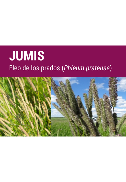 Fleo JumiS