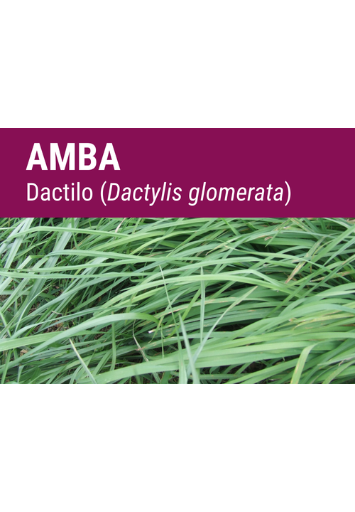 SEMILLA DACTYLO GLOMERATA AMBA